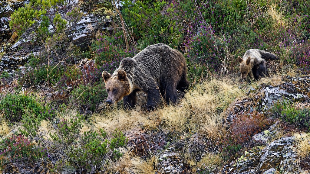 O urso pardo volta a ganhar terreno no noroeste da Península Ibérica – o que isso significa para quem compra gadgets ao ar livre em Portugal
